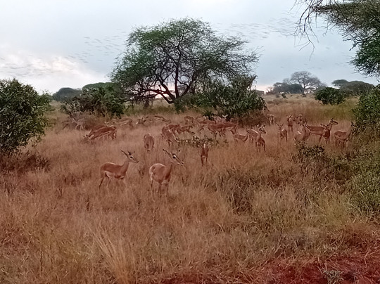 Safari Kenia con Cinque-瓦塔木必去景点