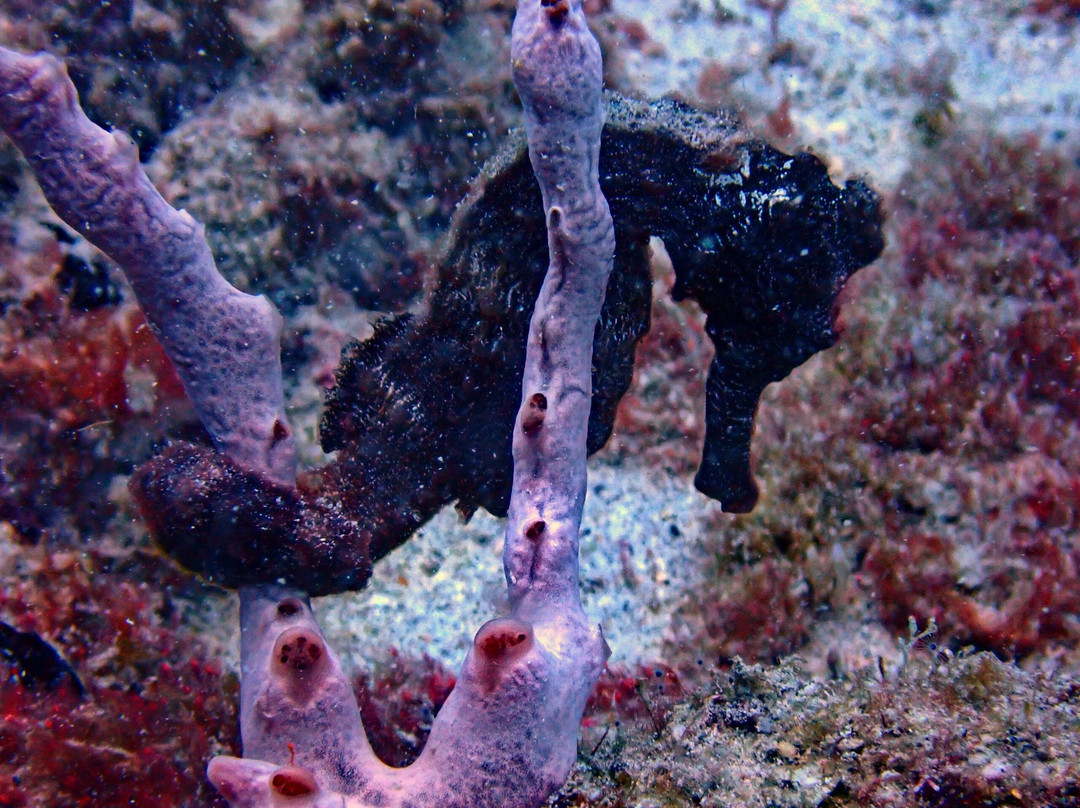 Reefers & Wreckers Dive Shop-Speightstown必去景点