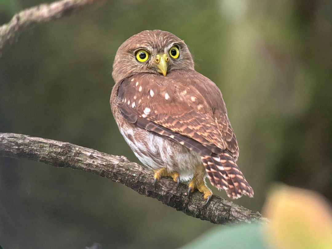 Birding Spots Manuel Antonio景点图片