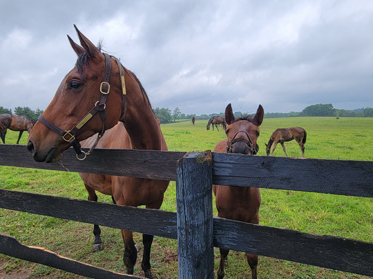 Horse and Barrel Tours-列克星敦必去景点