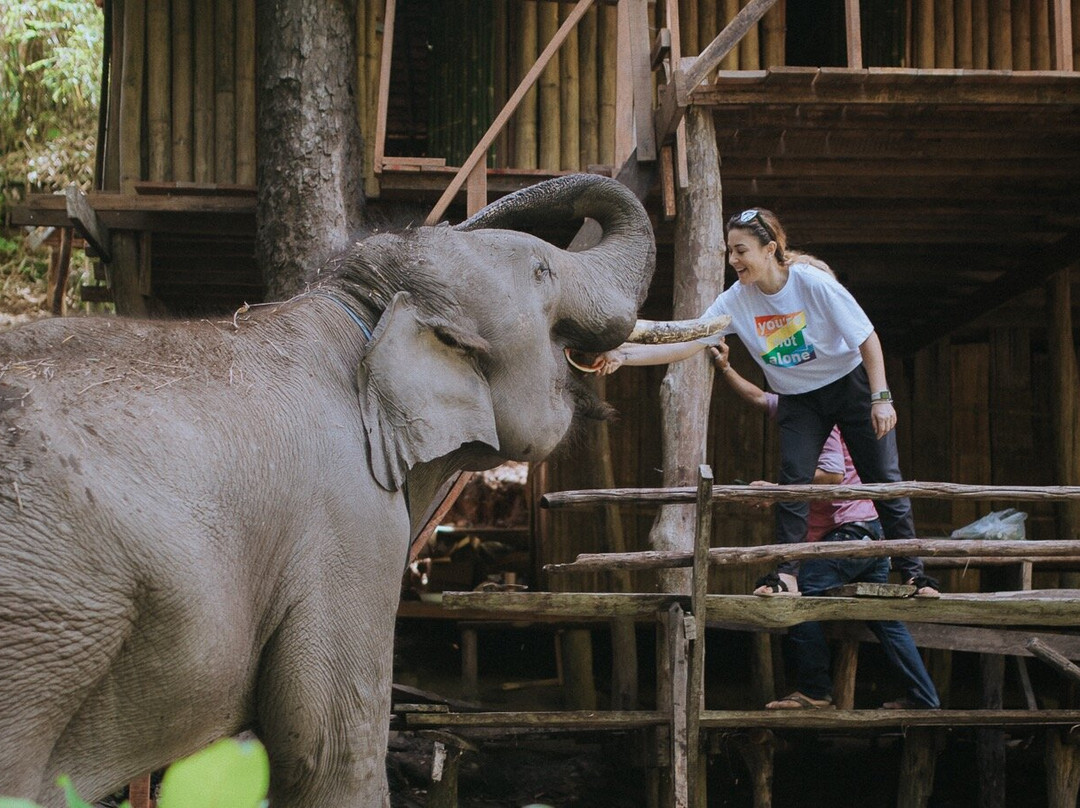 Temple of elephants-清迈必去景点