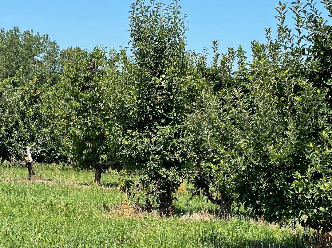 Quarry Hill Orchards景点图片