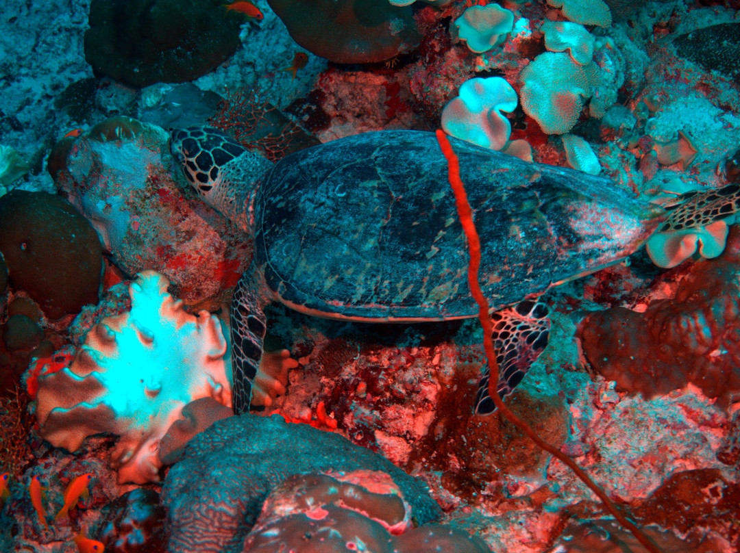 TGI Fasmendhoo-Fasmendhoo必去景点