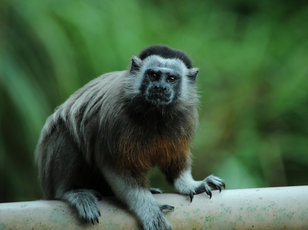 Reserva Natural Cueva de Morgan San Rafael主图