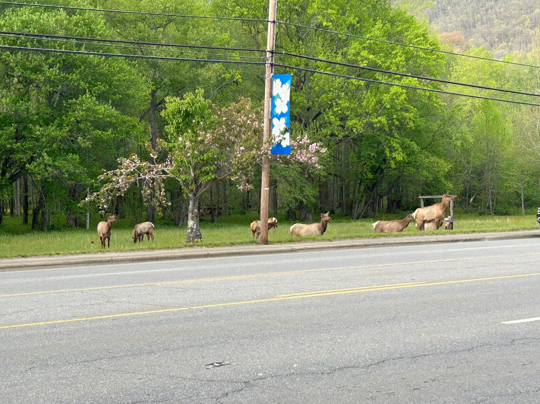 Best Western Mountainbrook Inn主图