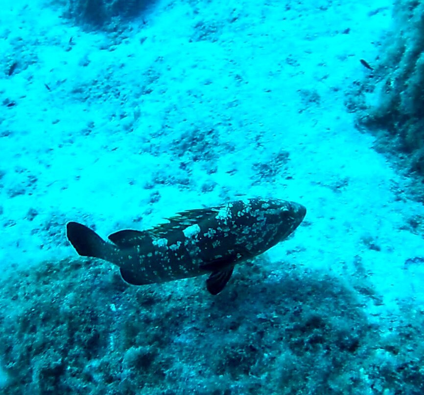 Capraia Diving Club-Capraia Isola必去景点