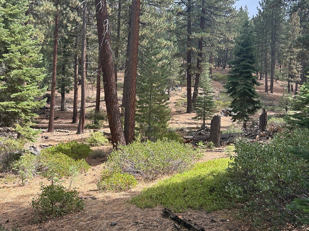 Zephyr Cove Stables-Zephyr Cove必去景点