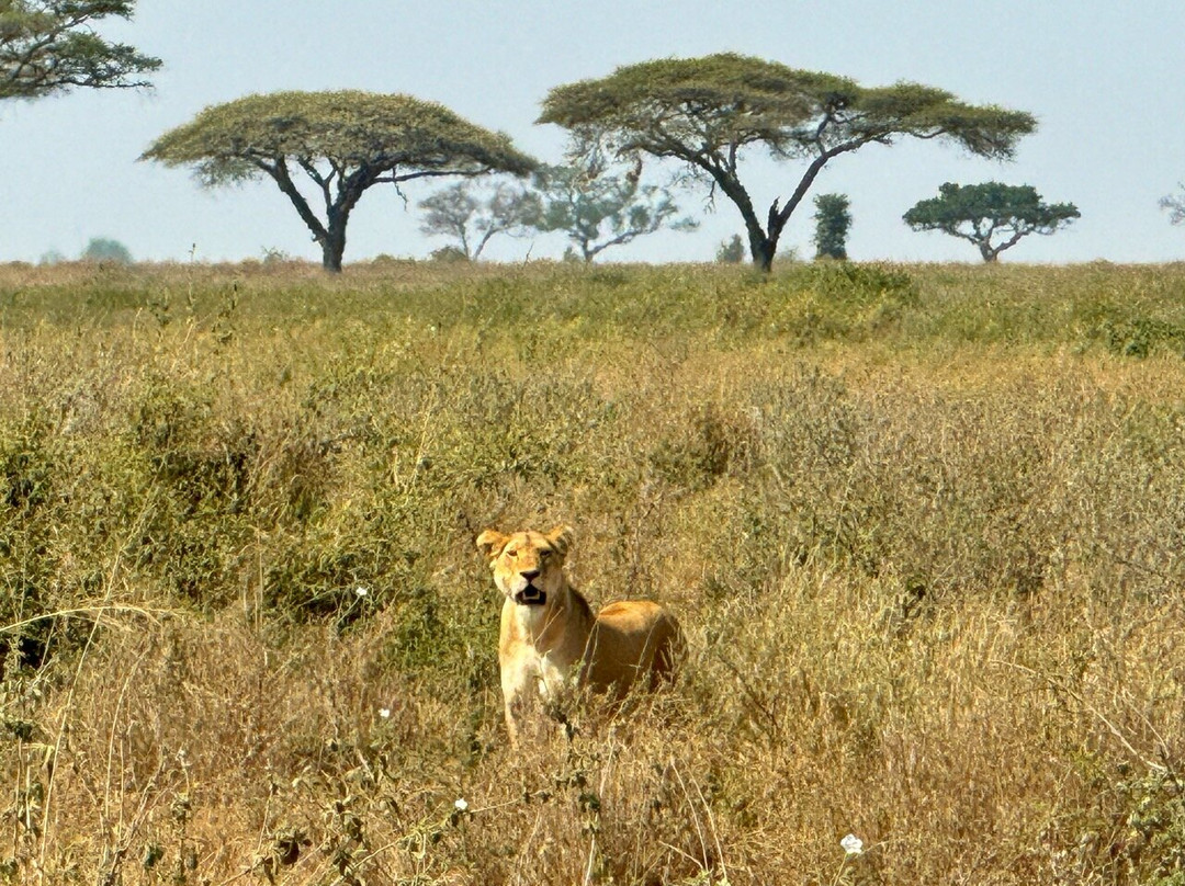 Luxury Short Safari-桑给巴尔岛必去景点