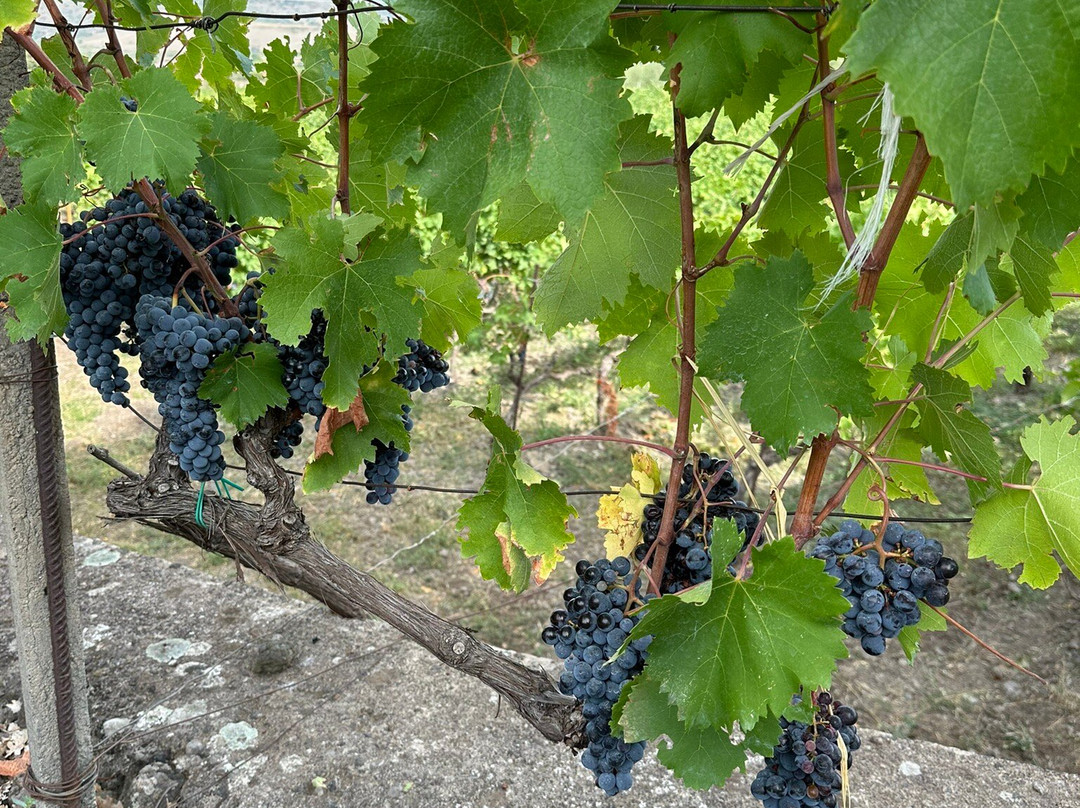 Azienda Agricola Filippo Grasso景点图片