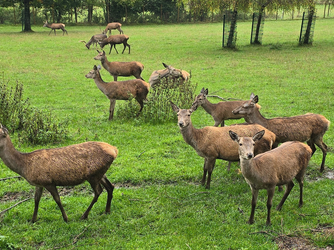 Wild- und Freizeitpark Willingen-Willingen必去景点