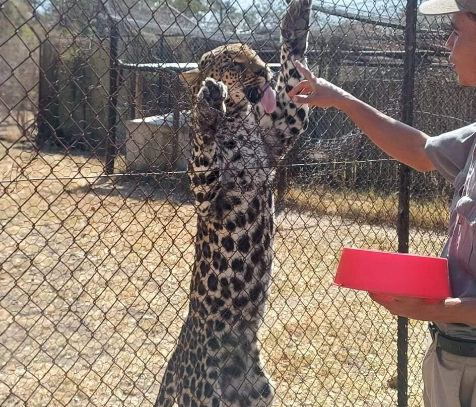 Moholoholo Wildlife Rehabilitation Centre景点图片