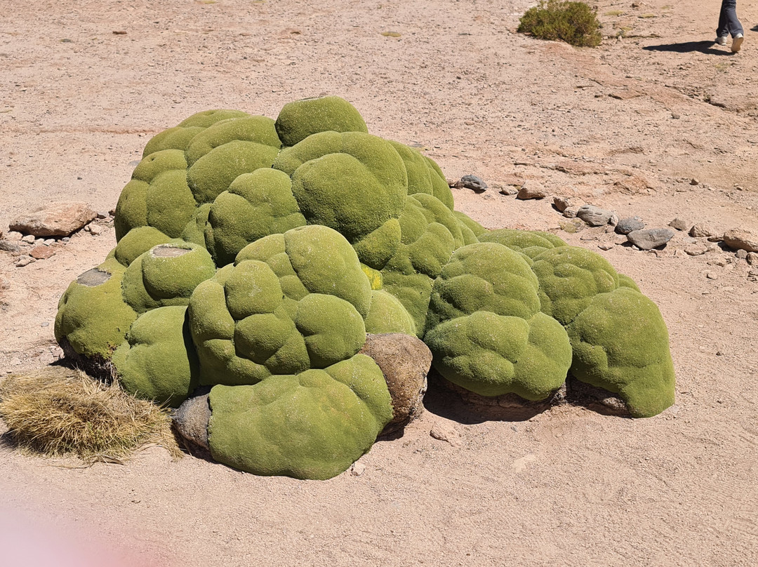 Encanto del SUD Tour Operator-Tupiza必去景点