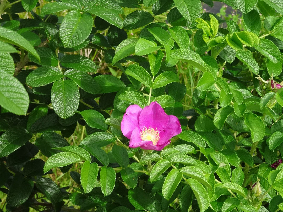 六花之森-中札内村必去景点