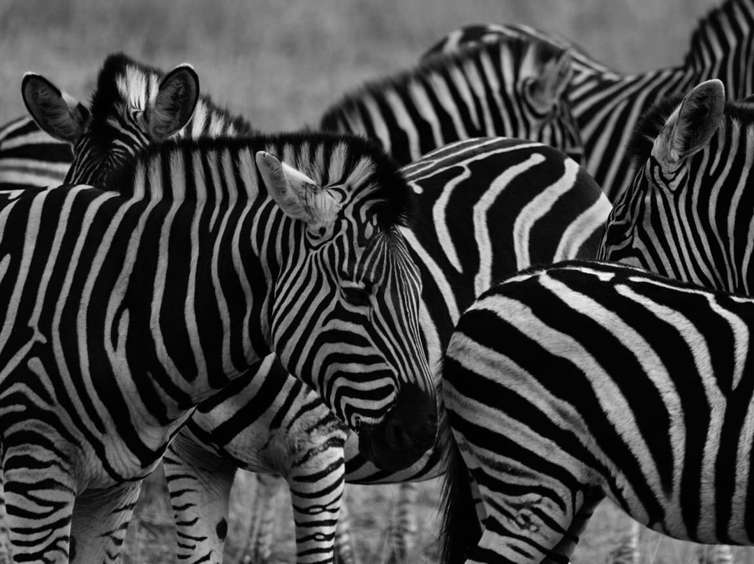 Mozambique Experience-托佛必去景点