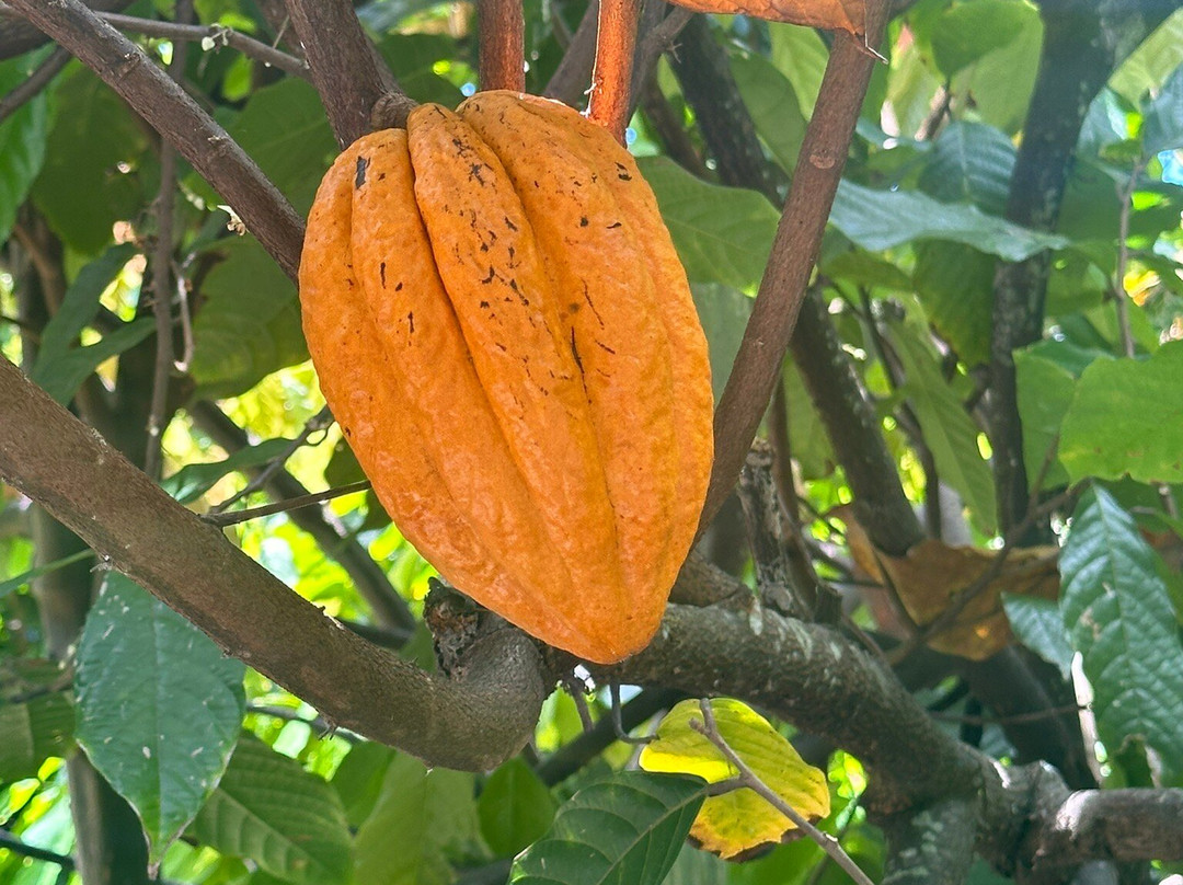 Sacred Grounds Coffee Farm-库克船长必去景点