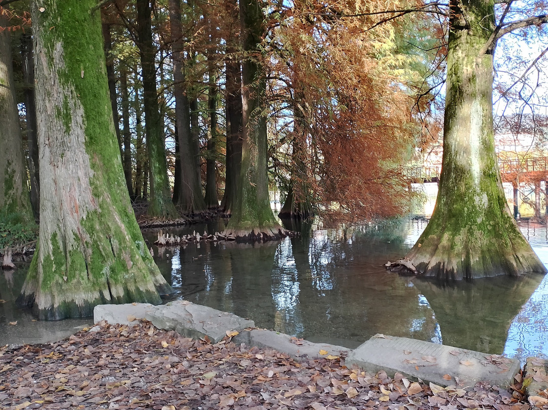 Parco dei TAXODI景点图片