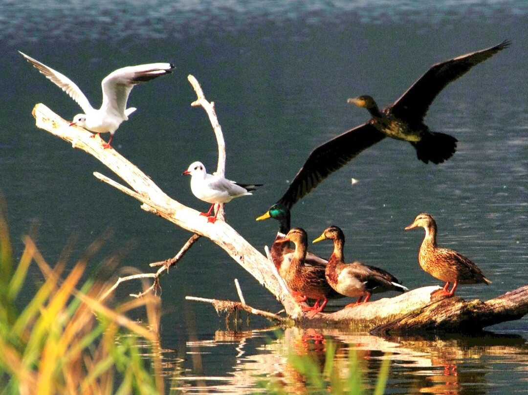 Lago di Pusiano景点图片