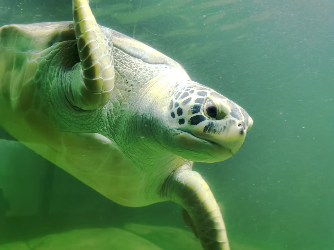 Acqua Mundo-瓜鲁雅必去景点