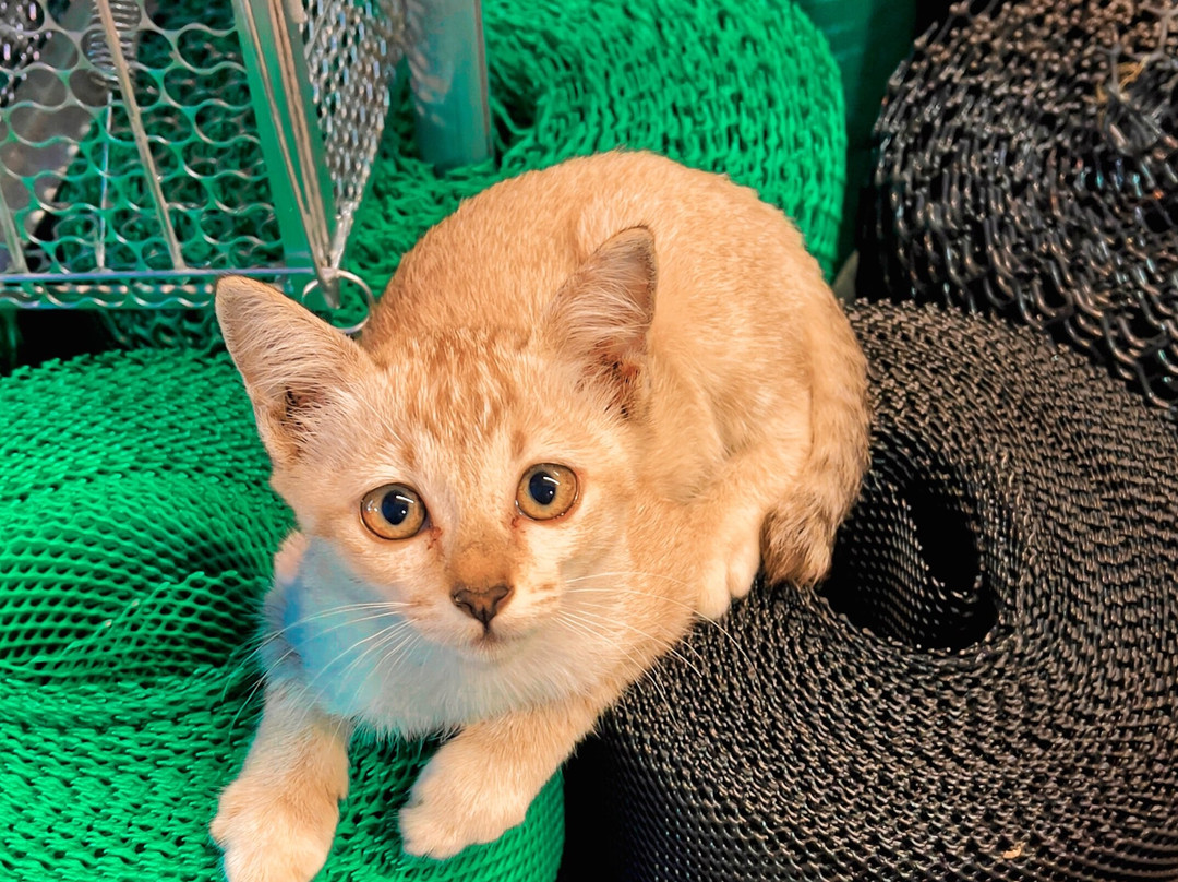 高新区府廊曼机场公寓主图