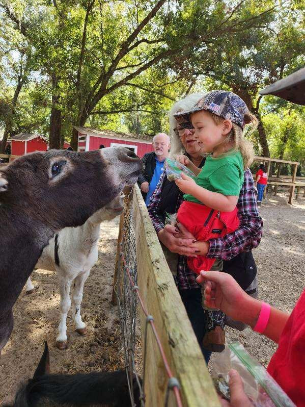 Santa's Christmas Tree Forest-Eustis必去景点