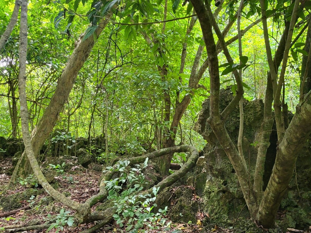 Kaya Kinondo Sacred Forest景点图片