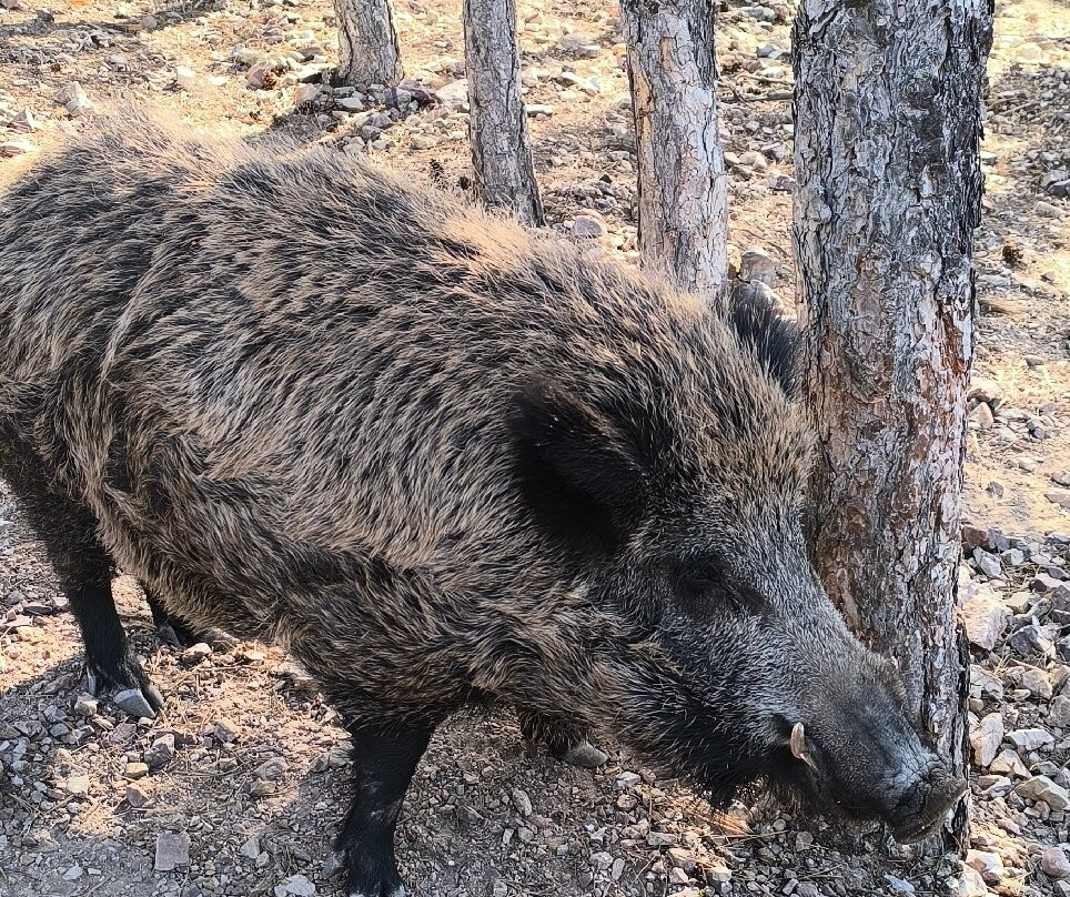 Parque de Fauna La Maleza景点图片