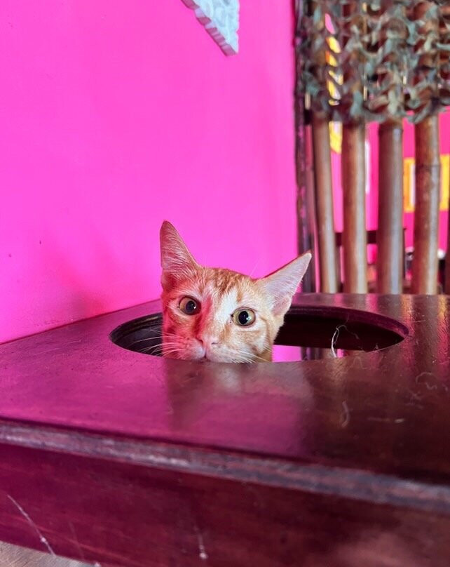 Cat Island Lembongan-蓝梦岛必去景点