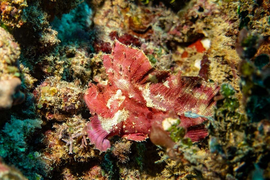 Kangaroo Divers-马林地必去景点