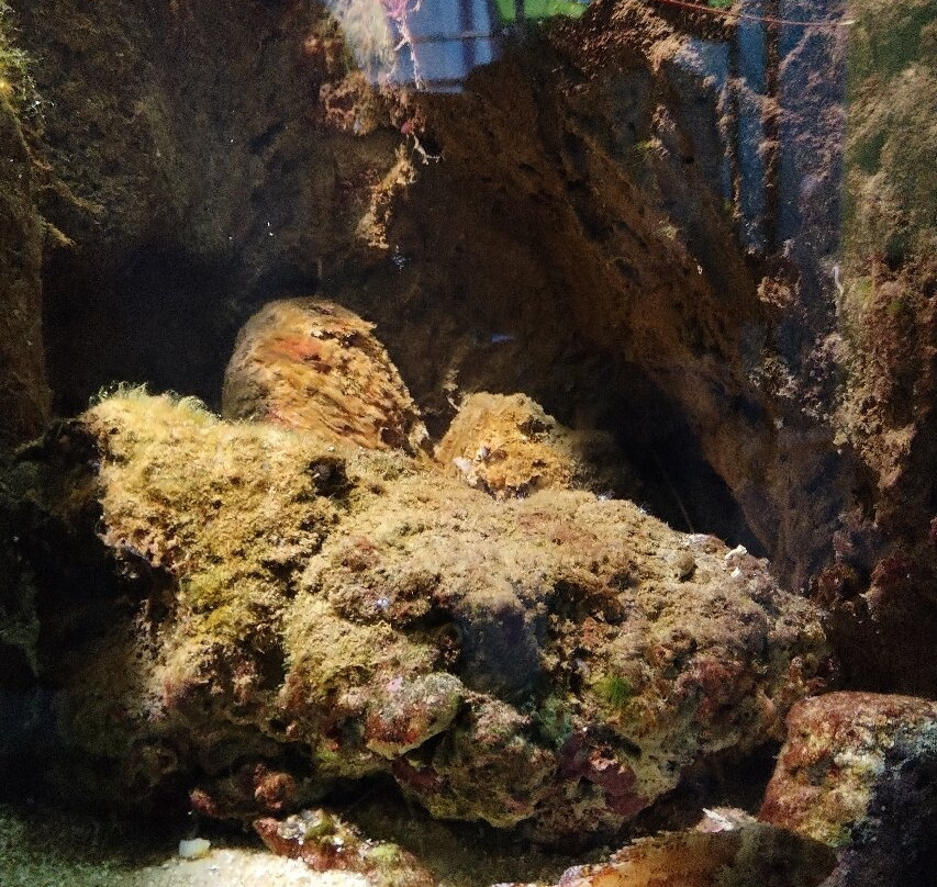 Aquario da Madeira-莫尼什港必去景点