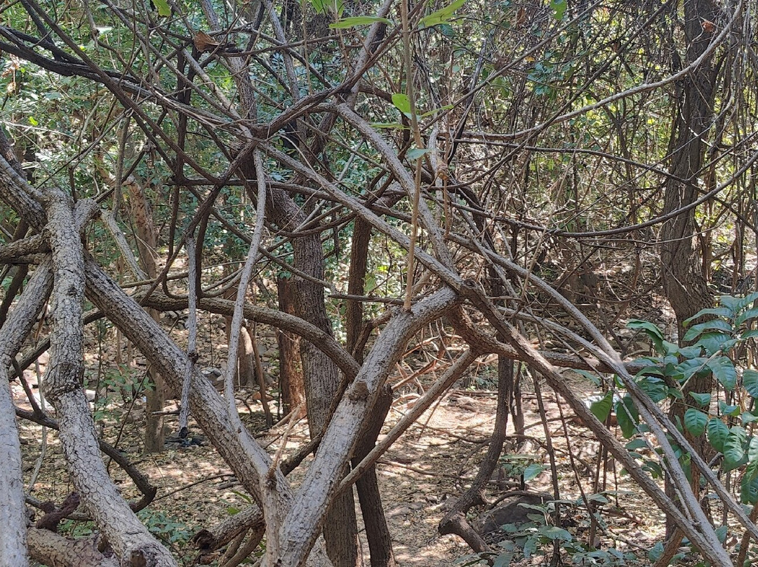 Reserve Naturelle Communautaire de Dindefelo-Kedougou必去景点