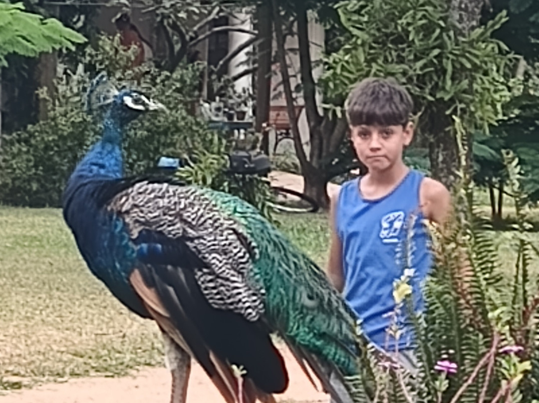 ROSA CORTIANA Escalera主图