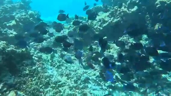 Antigua Island Paradise-圣 约翰必去景点