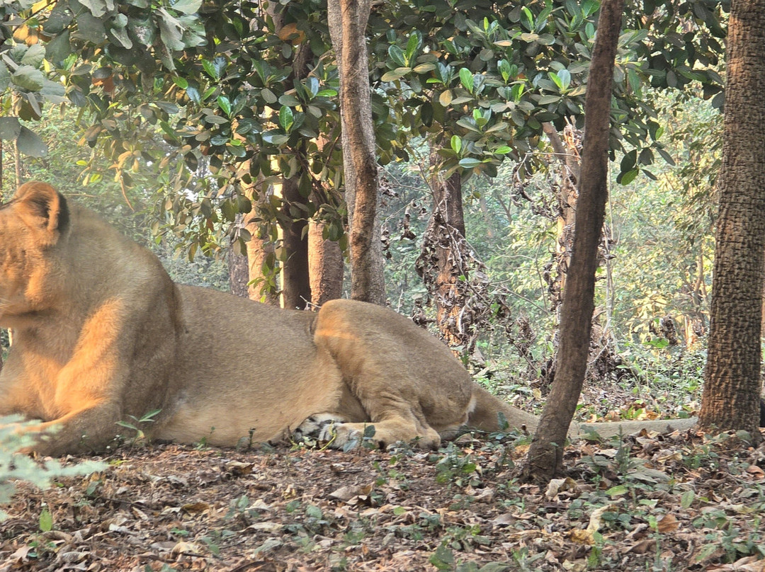 Silvassa Vasona Lion Safari-锡尔瓦萨必去景点