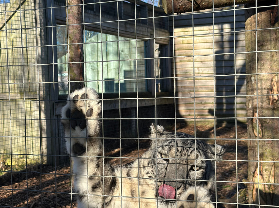 Highland Wildlife Park景点图片