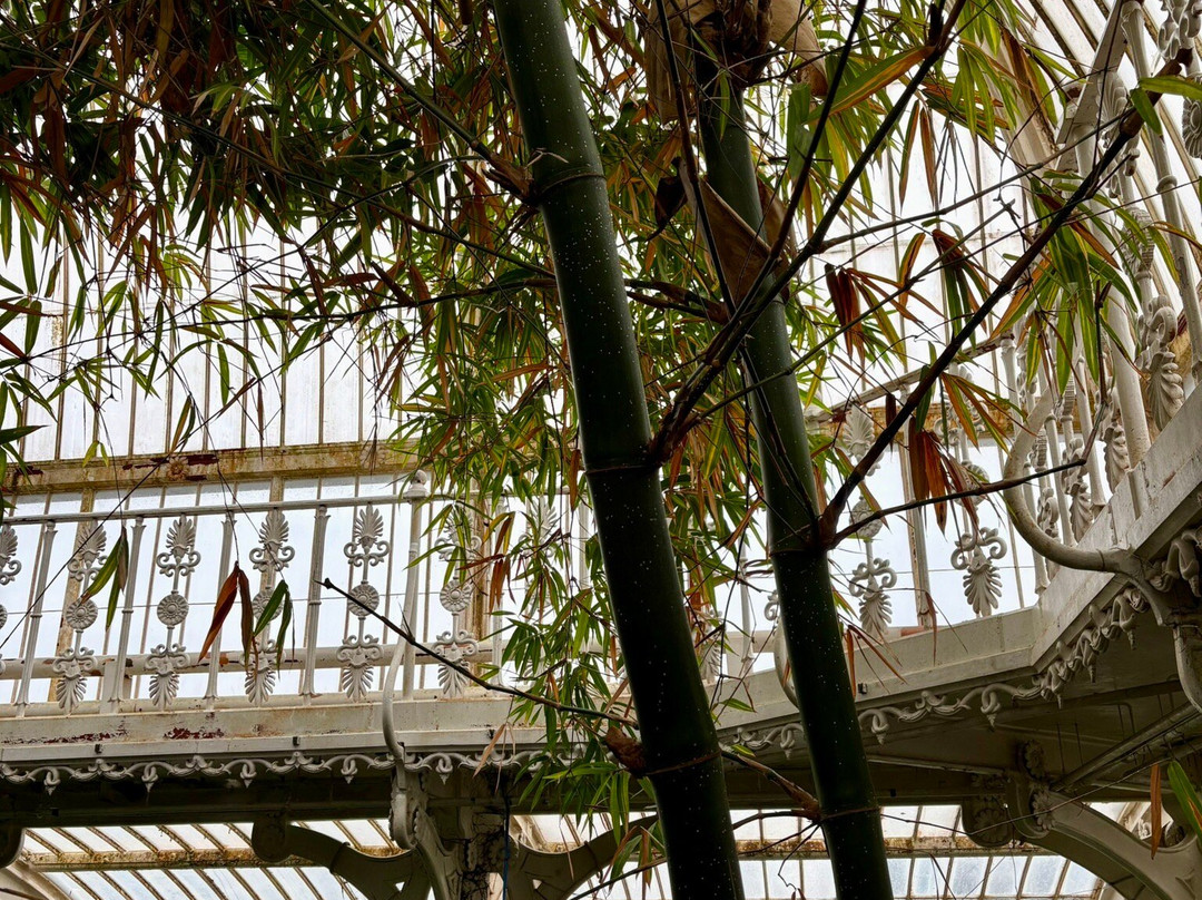 Palm House景点图片