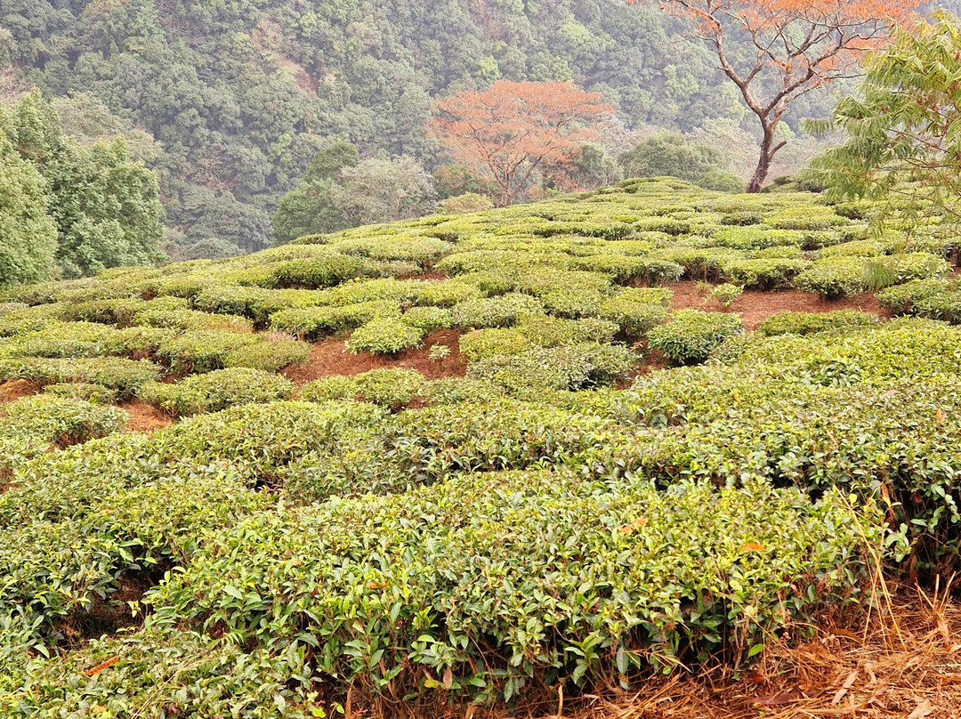 Darjeeling Walks-大吉岭必去景点