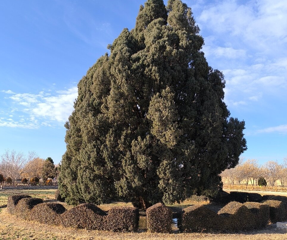 Cypress of Abarkuh景点图片