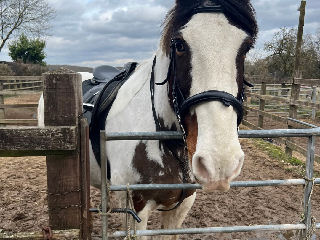Derbyshire Pony Trekking-Mansfield必去景点
