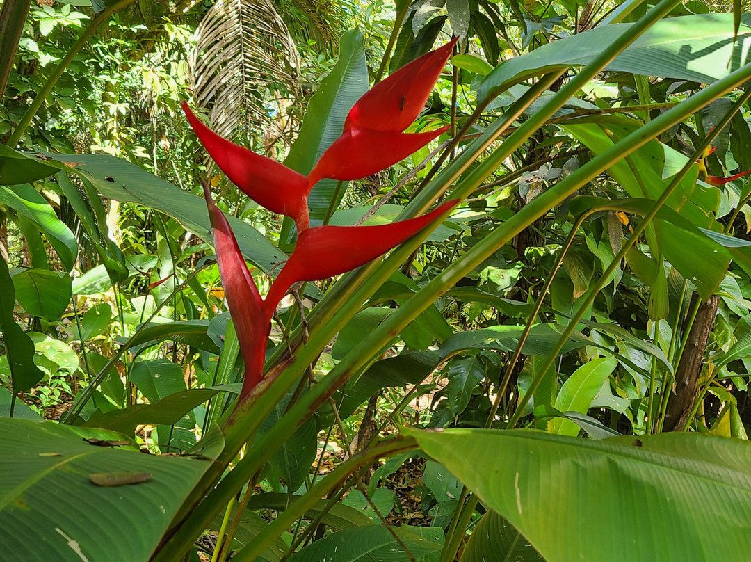 Lo de Perla Jungle Garden-旧金山必去景点