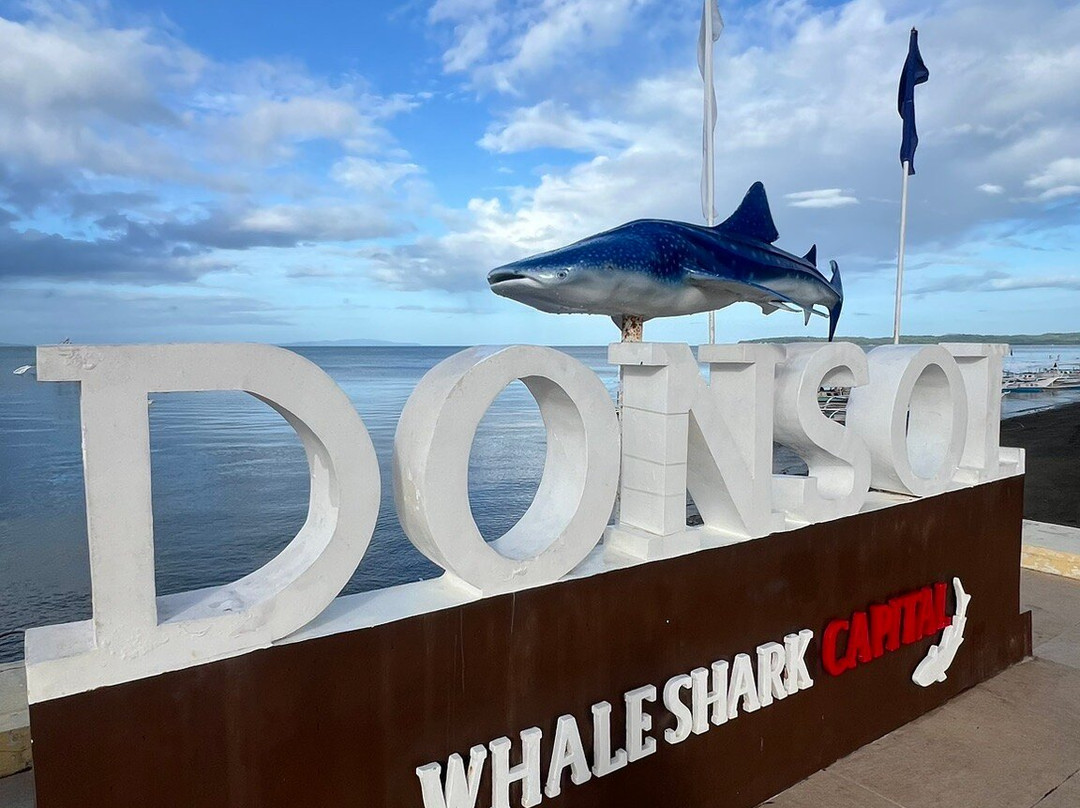 Donsol Whale Shark Interaction景点图片