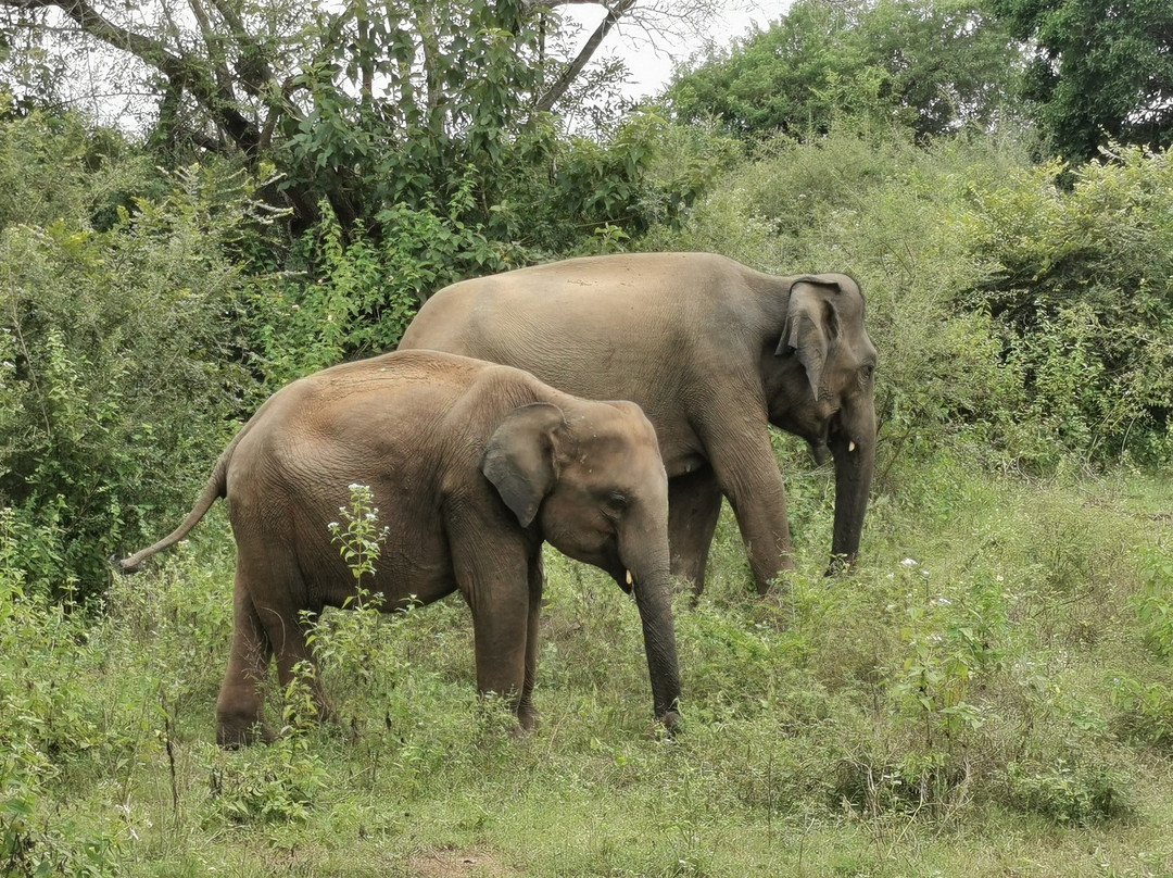 Sri Lanka Tour Guides景点图片