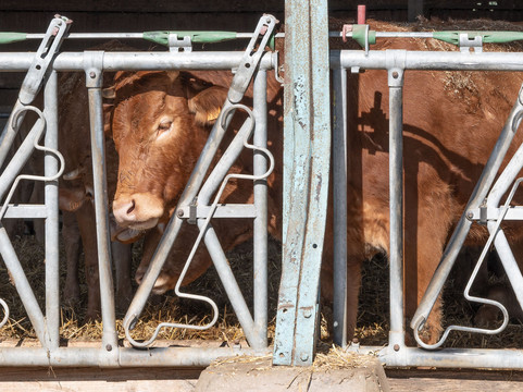 Ferme Du Bosc Renard-Heudicourt必去景点