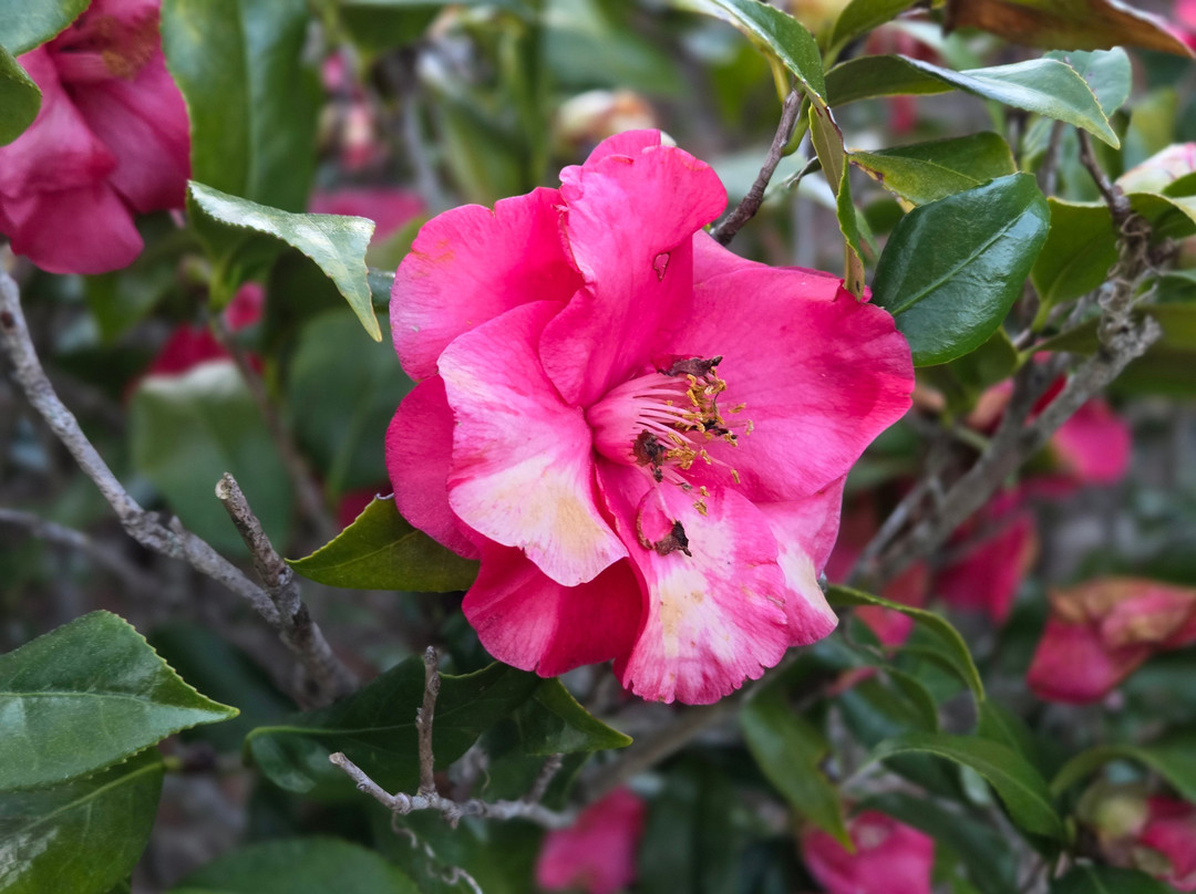 The Rusca House主图