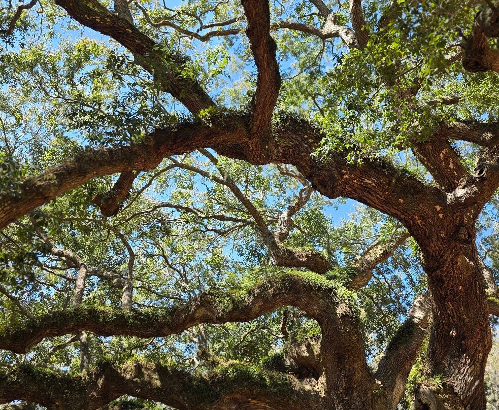 Angel Oak Tree景点图片