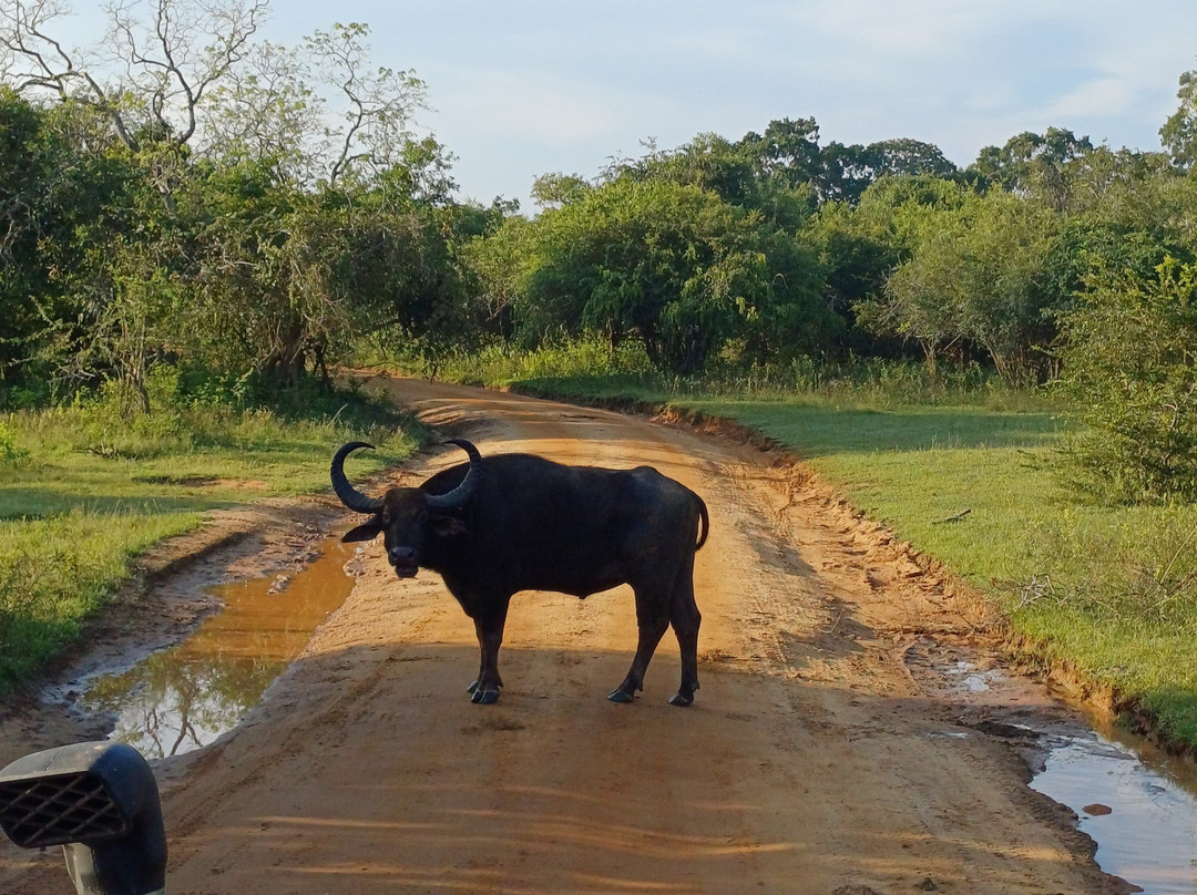 Yala Wild Gate Safari-Yala必去景点