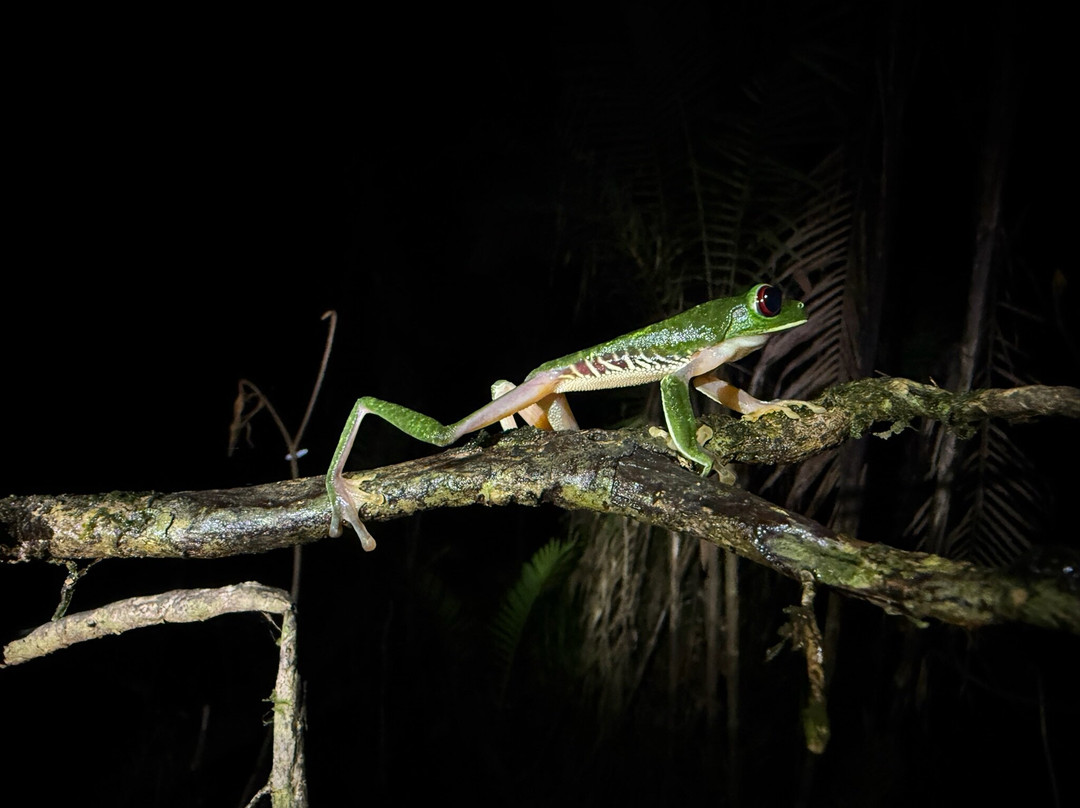 Sierpefrogs-Sierpe必去景点