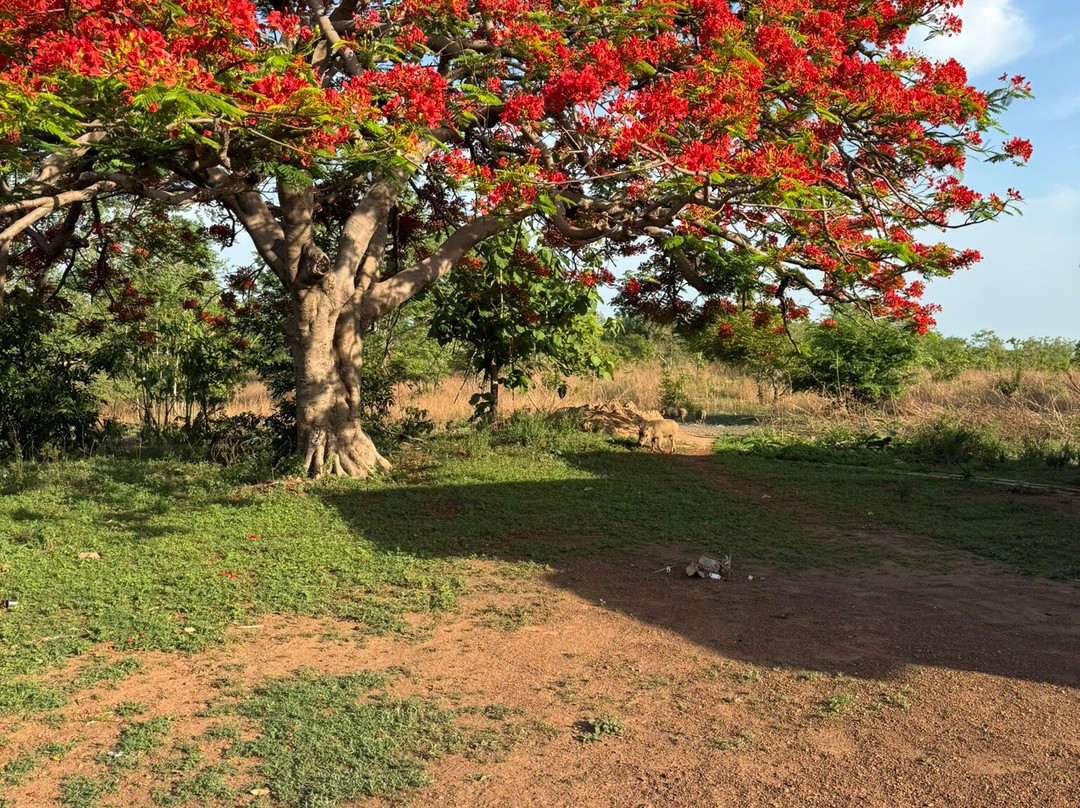 Mole Boy Travel & Safe Guide Tours-Tamale必去景点