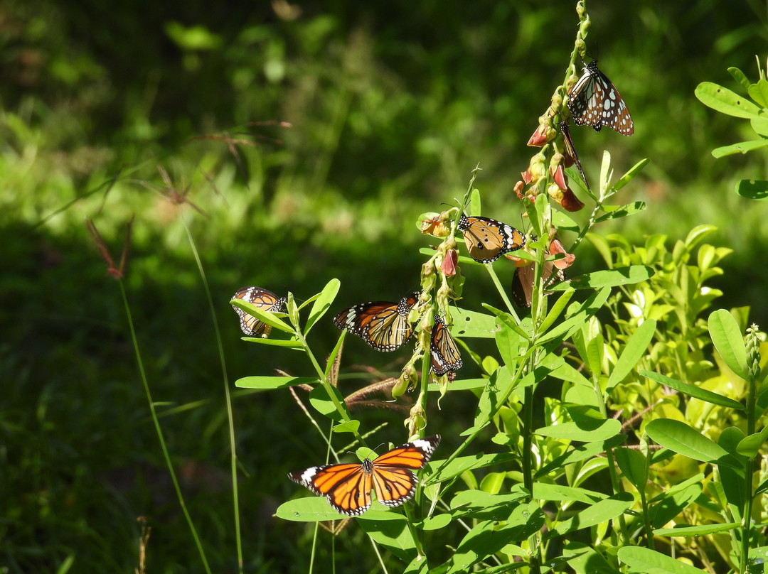 Ceylon Resort Wilpattu主图