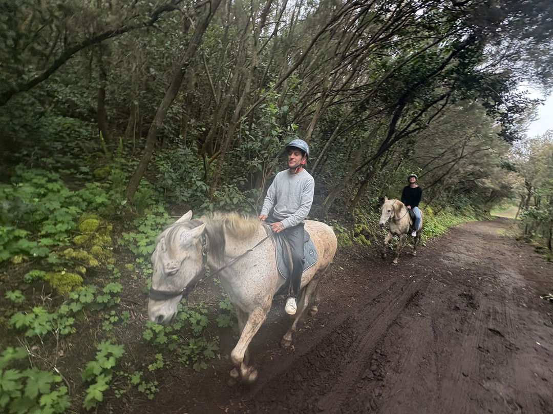 Centro Hípico Savvy Tenerife / Horse riding Tenerife / Reiten Teneriffa-德拉克鲁兹索尔港必去景点