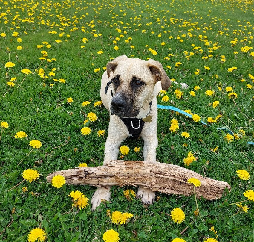 Caribou/Munroes Island Provincial Park-Pictou必去景点